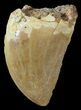 Carcharodontosaurus Tooth - T-Rex Of Morocco #52439-1